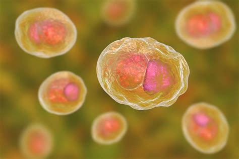 Chlamydia .